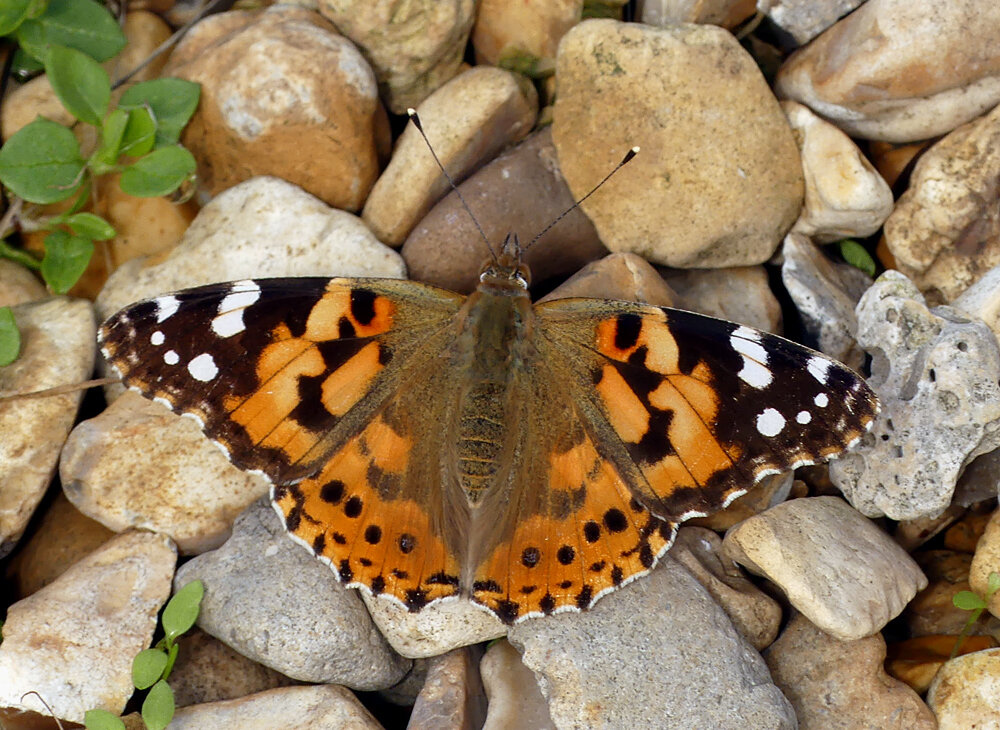 Painted Lady - garden, 28 Aug 19