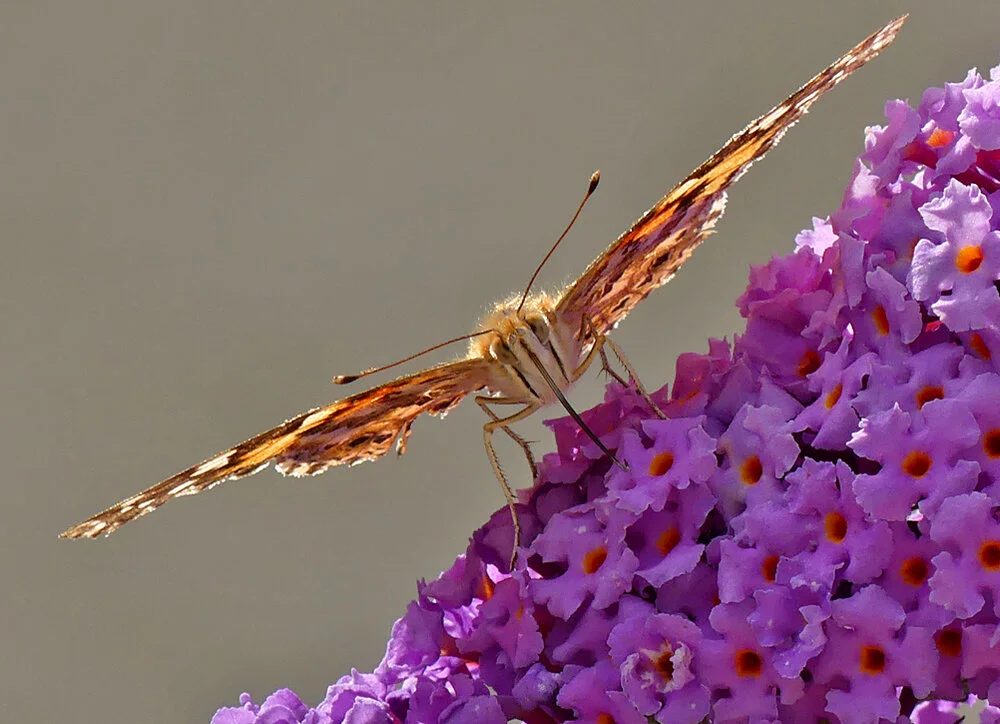 Painted Lady - garden, 28 Aug 19