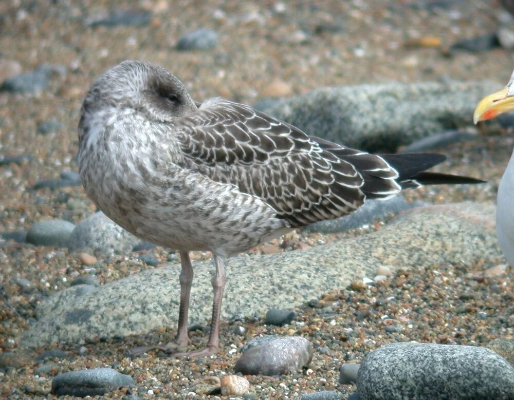 LBB Gull Chouet 15Aug07 a.JPG