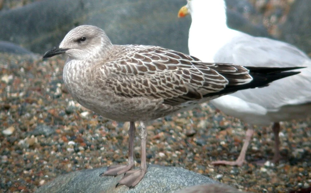 LBB Gull Chouet 15Aug07 b.JPG