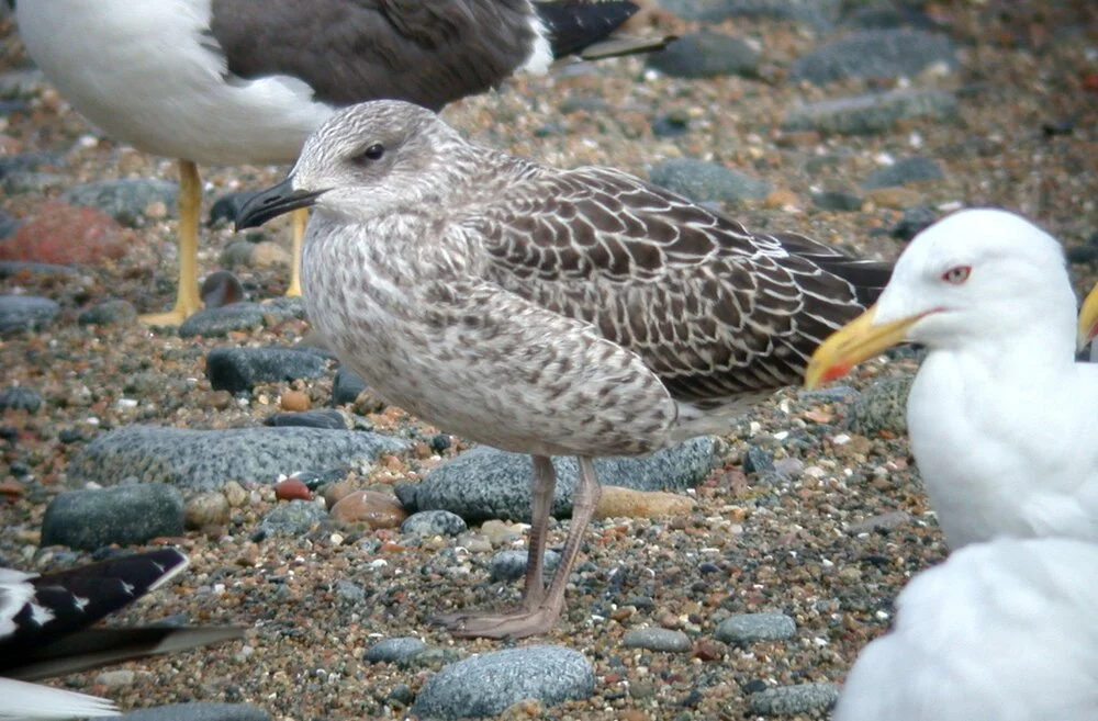 LBB Gull Chouet 15Aug07 c.JPG