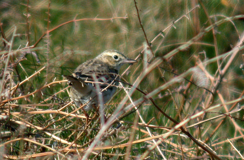 Richards Pipit L'Anc 20Apr07 a shp.jpg