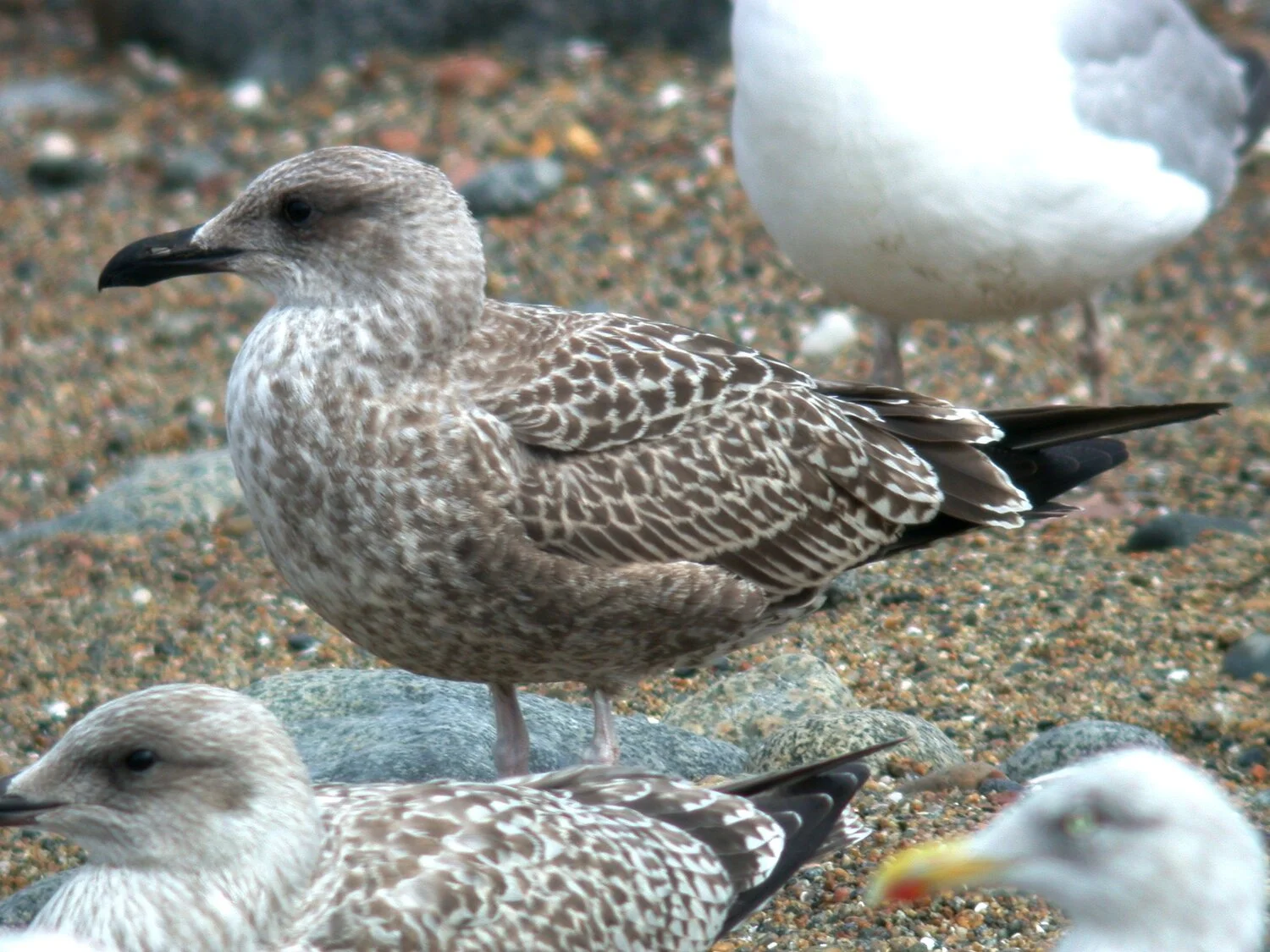 poss Yellow-legged Gull Chouet 15Aug07.JPG