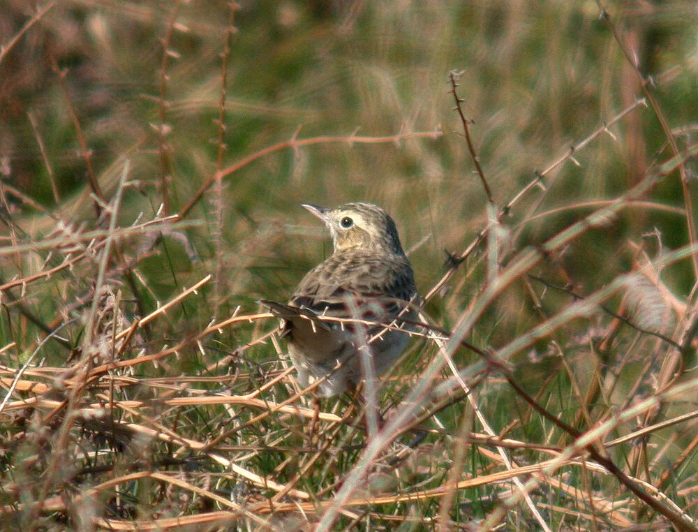Richards Pipit L'Anc 20Apr07 c shp.jpg