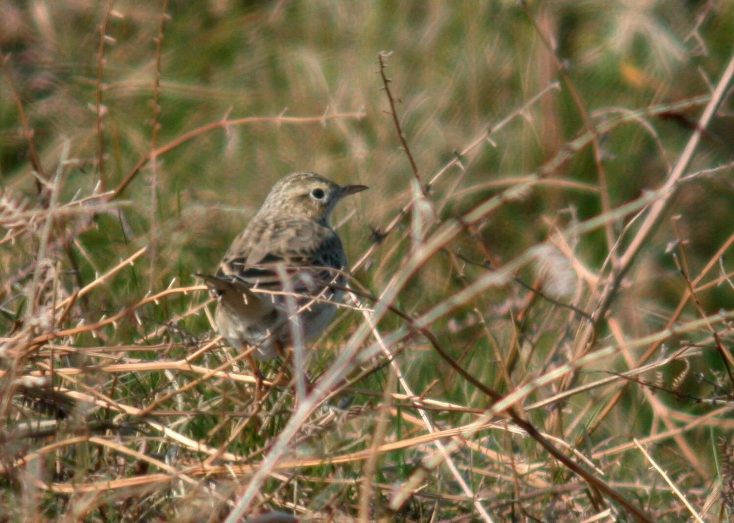 Richards Pipit L'Anc 20Apr07 d.JPG