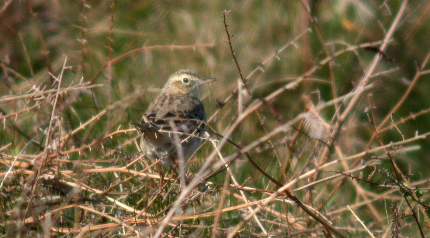 Richards Pipit L'Anc 20Apr07 e.JPG