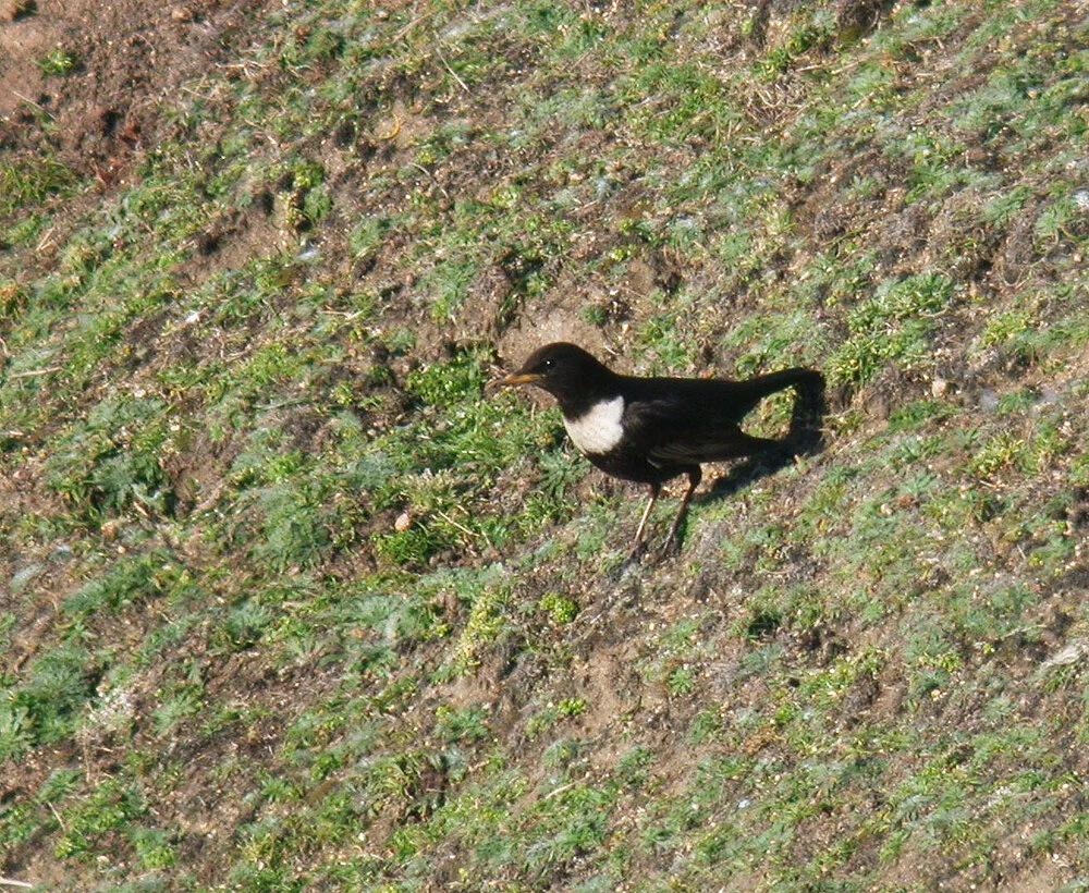 Ring Ouzel Plei 5Apr07 e cvshp.jpg