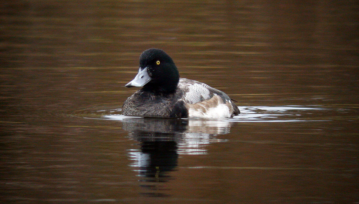 Scaup GMare 31Dec07 a cvshp.jpg