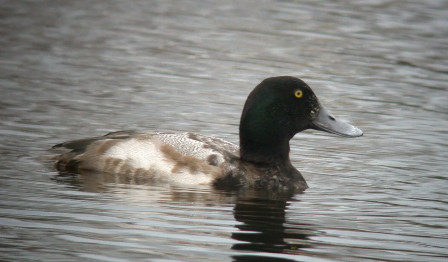 Scaup GMare 31Dec07 e.JPG