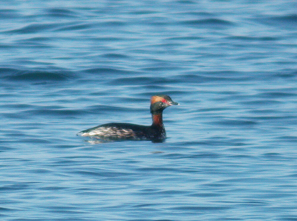 Slavonian Grebe Rocq 5Apr07 b cvshp.jpg
