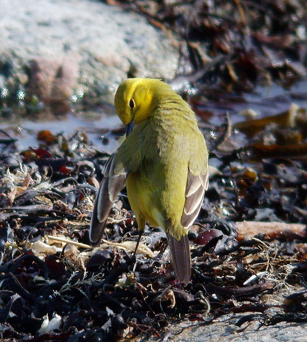 Yellow Wagtail Vazon 11Apr07 d cvshp.jpg