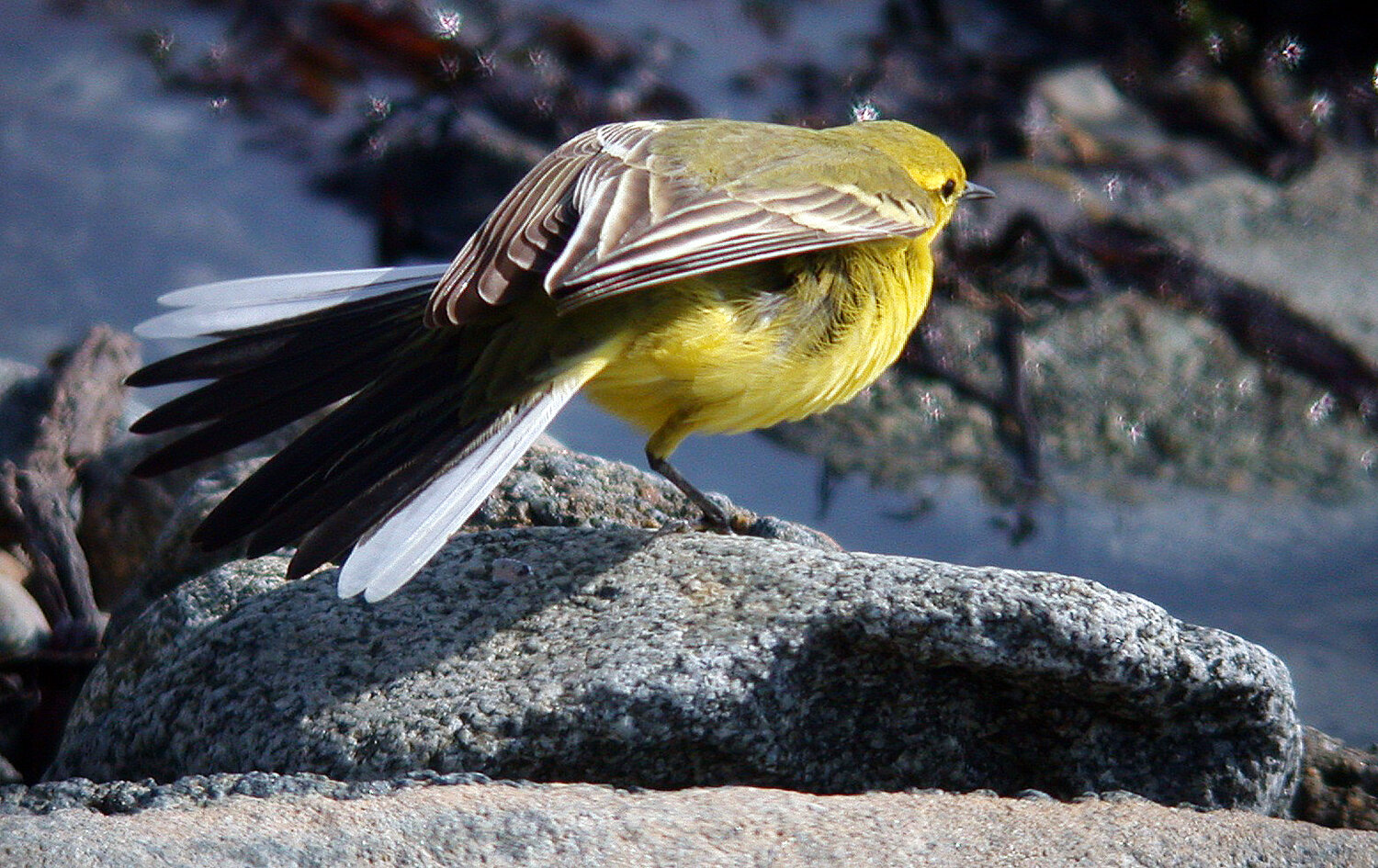 Yellow Wagtail Vazon 11Apr07 h cvshp.jpg