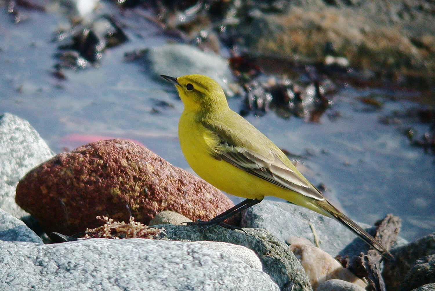 Yellow Wagtail Vazon 11Apr07 i cvshp.jpg