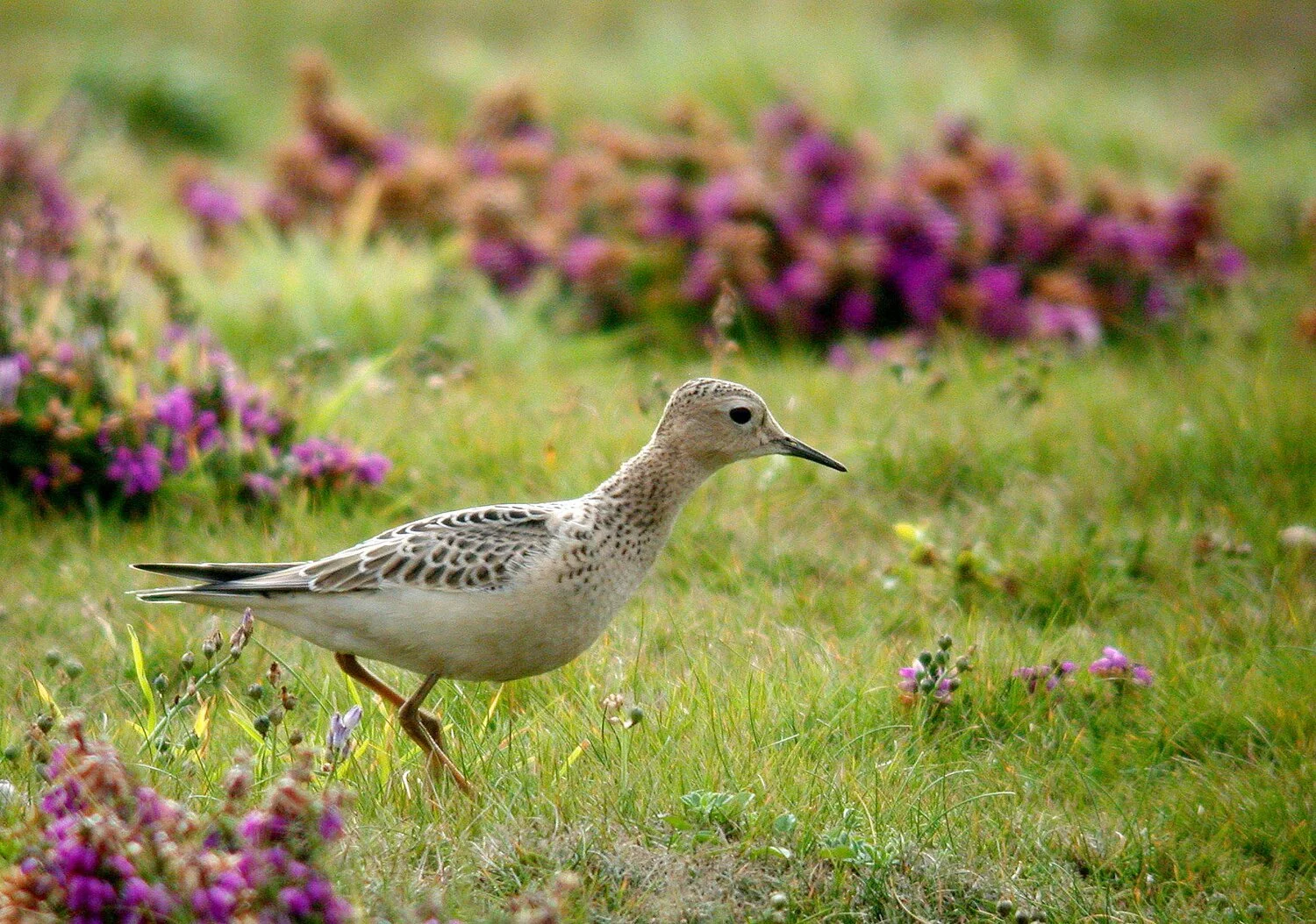 Buff-breasted Sandpiper Pleinmont 23Sep07 d cvshp.jpg