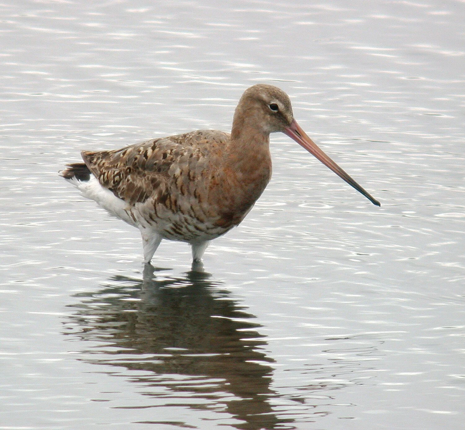Black-tailed Godwit VP 11Aug08 a.jpg