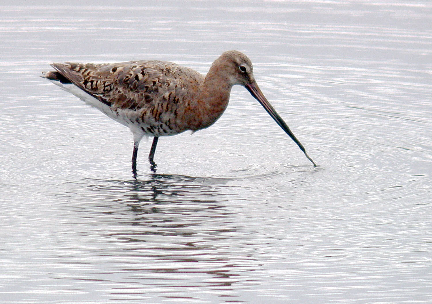 Black-tailed Godwit VP 11Aug08 c.jpg