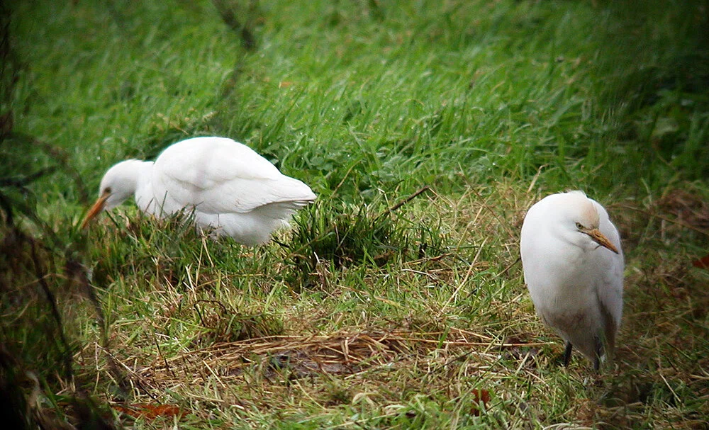 Cattle Egret Vauxb 5Jan08 c cvshp.jpg