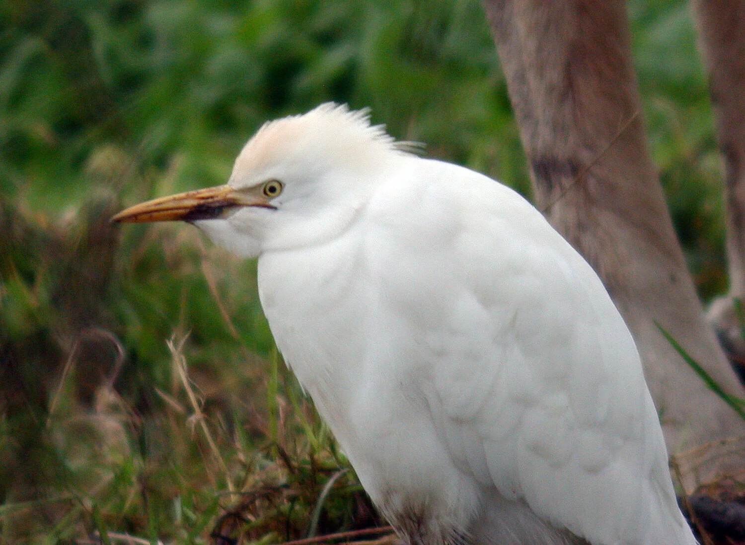 Cattle Egret Vauxb 5Jan08 d cvshp.jpg