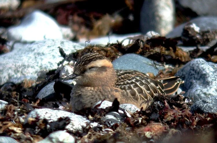 Dotterel LEree 8Sep08 a.JPG