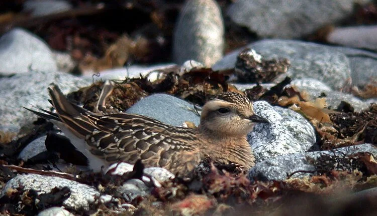 Dotterel LEree 8Sep08 b.JPG