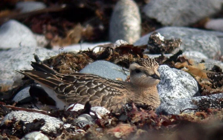 Dotterel LEree 8Sep08 c.JPG