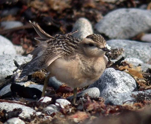 Dotterel LEree 8Sep08 d.JPG