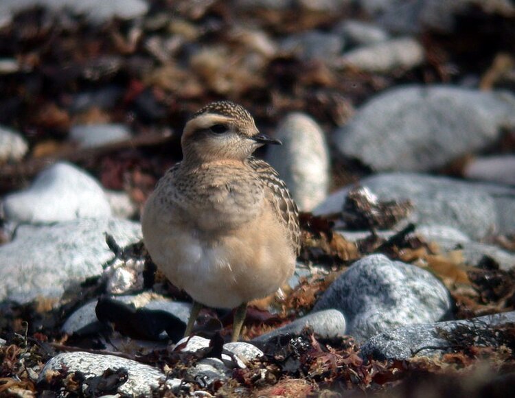 Dotterel LEree 8Sep08 e.JPG