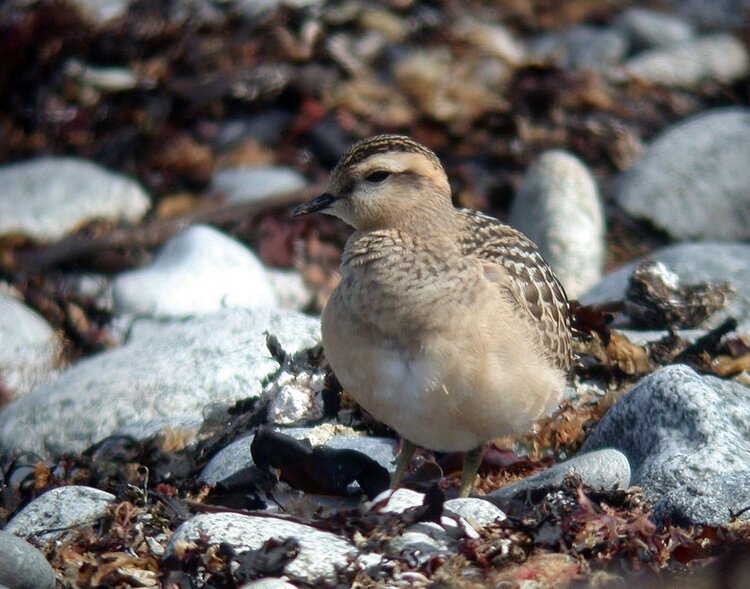 Dotterel LEree 8Sep08 f.JPG