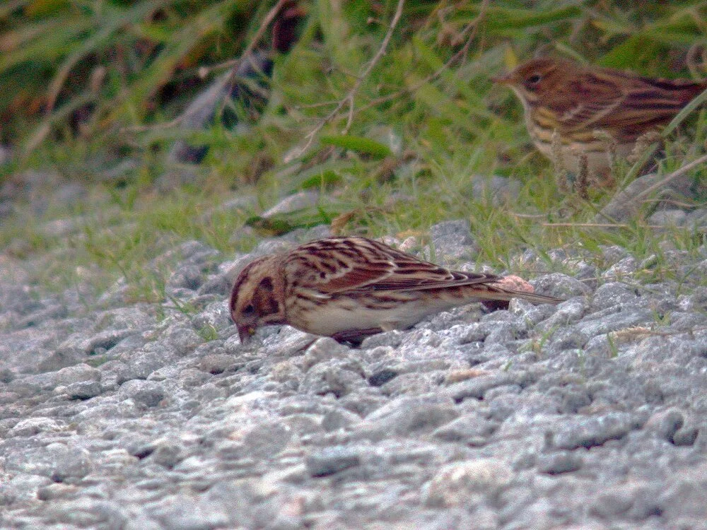 Lapland Bunting Pulias 9Oct08 a.jpg