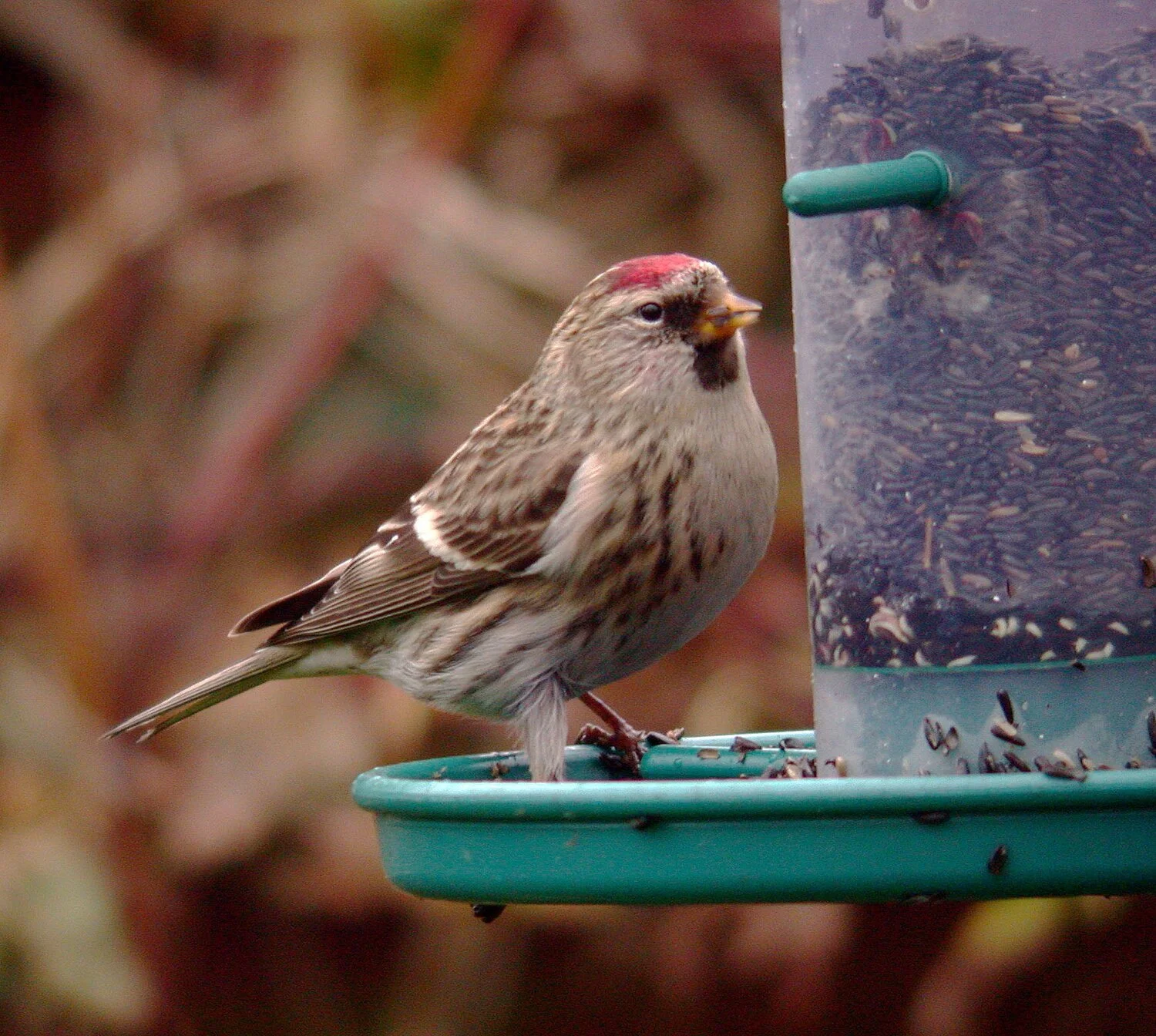 Mealy Redpoll Sauvagees 30Nov08 a cvshp.jpg