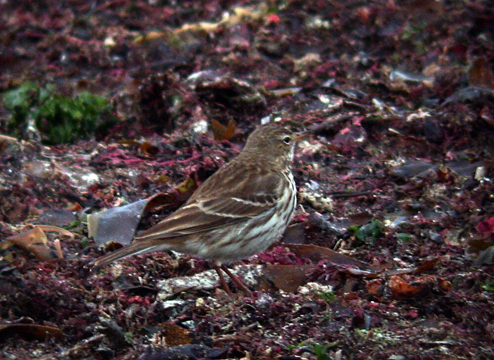 Water Pipit Rousse 19Jan08 c cvshp.jpg