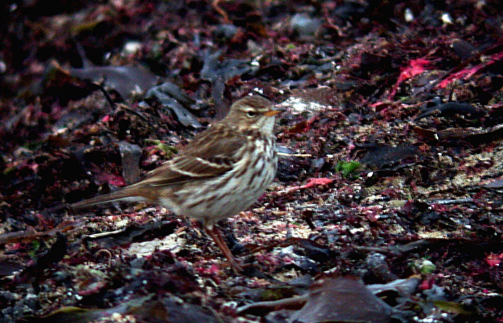 Water Pipit Rousse 19Jan08 d cvshp.jpg