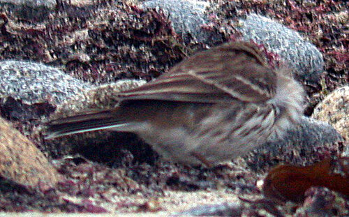 Water Pipit Rousse 19Jan08 outer tail.JPG