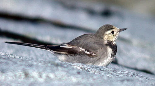 alba Wagtail FLC 2Mar09 bird1 a.JPG