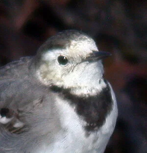 alba Wagtail FLC 2Mar09 bird1 c.JPG