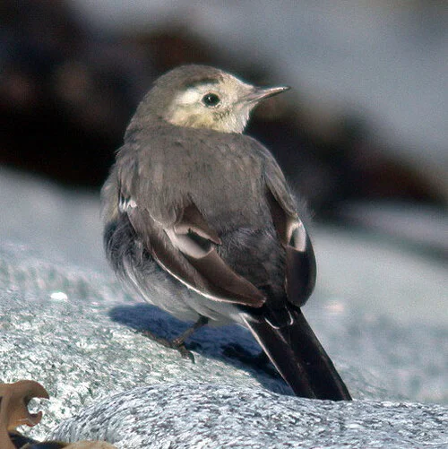 alba Wagtail FLC 2Mar09 bird1 b.JPG