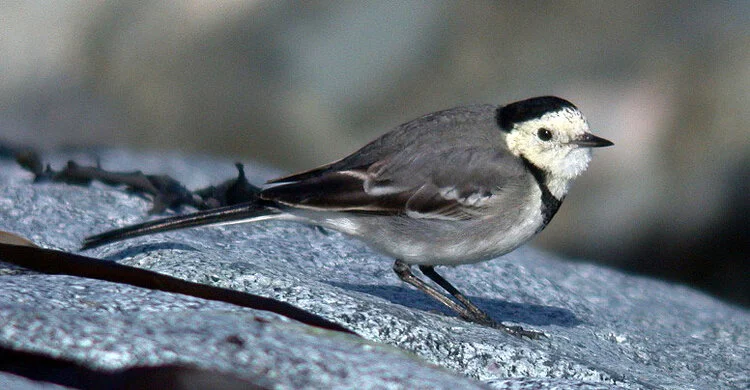alba Wagtail FLC 2Mar09 bird2 a.JPG