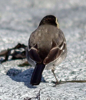 alba Wagtail FLC 2Mar09 bird2 b.JPG