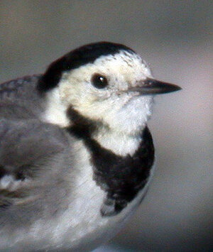 alba Wagtail FLC 2Mar09 bird2 c.JPG