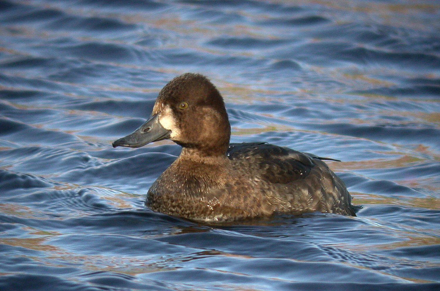 Aythya sp G Mare 17Nov09 a ps.jpg