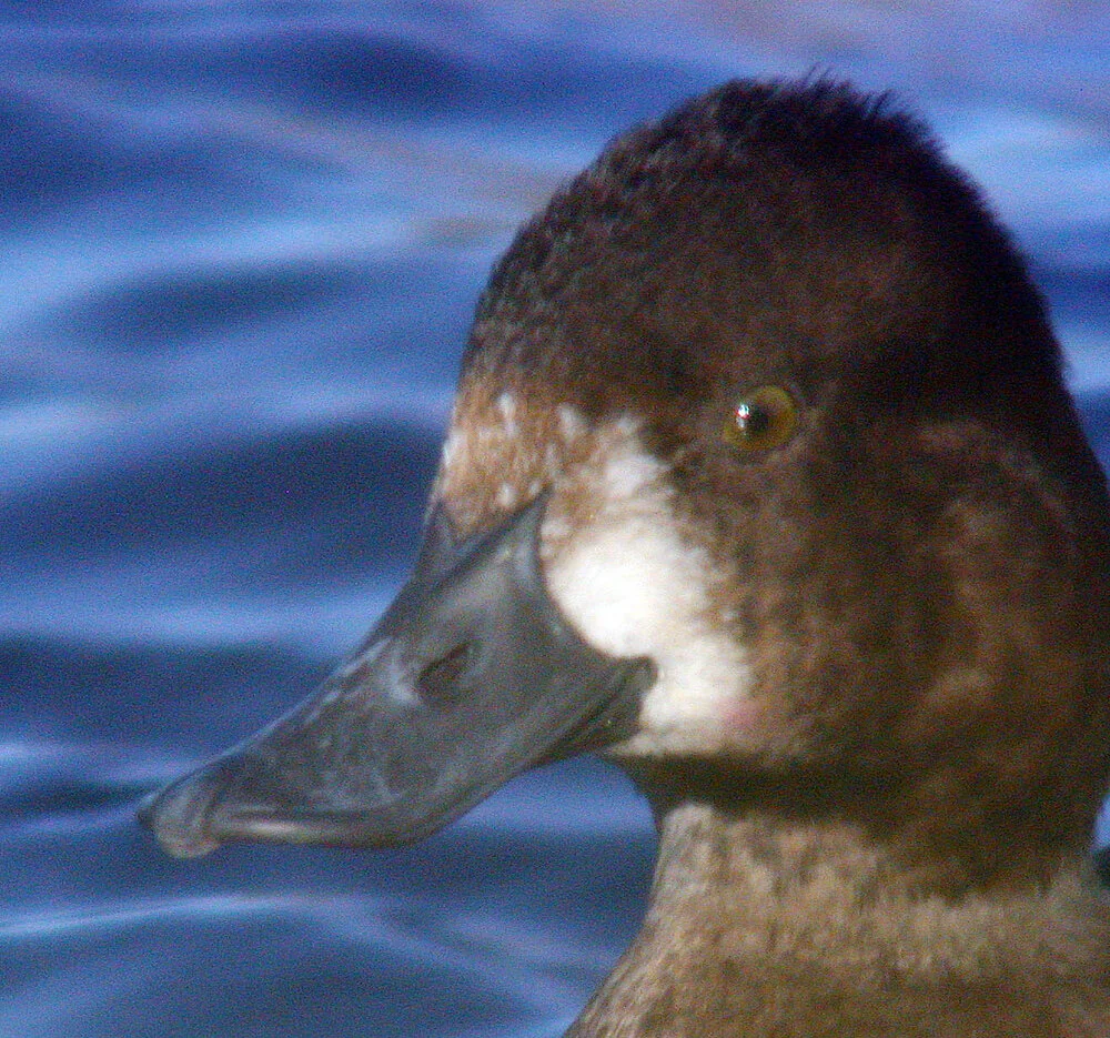 Aythya sp G Mare 17Nov09 f.JPG