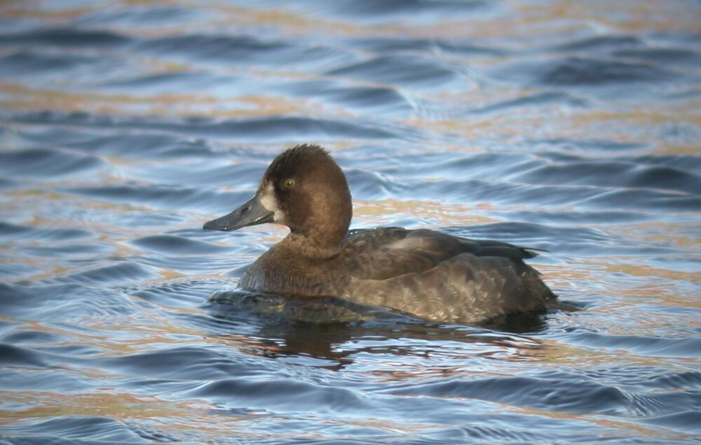 Aythya sp G Mare 17Nov09 h.JPG