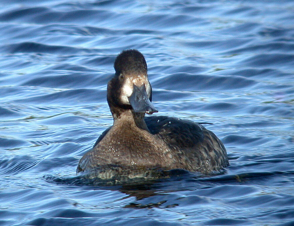 Aythya sp G Mare 17Nov09 i.JPG