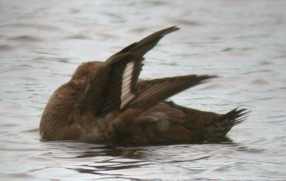 Aythya sp G Mare 20Nov09 a ps.jpg