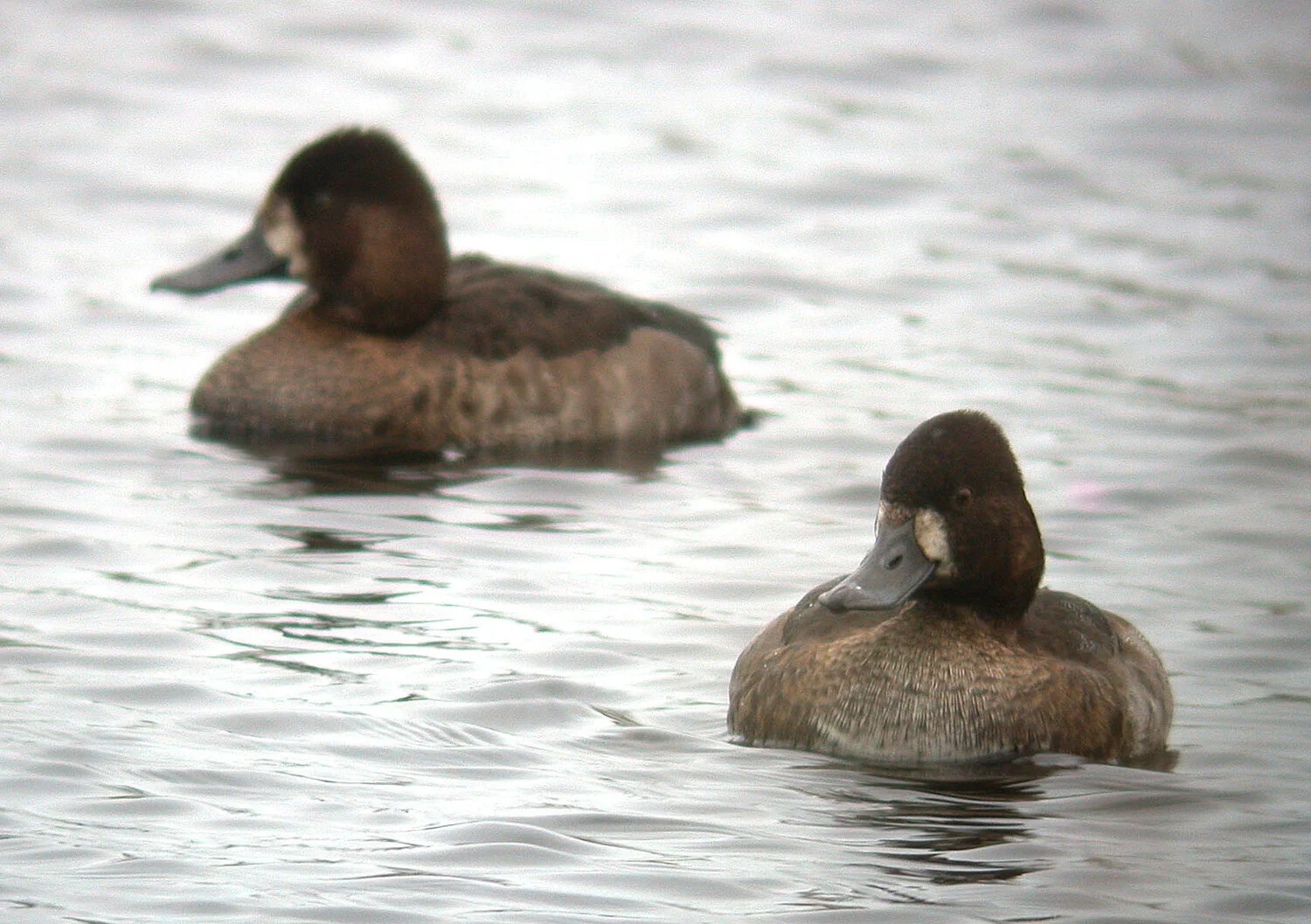 Aythya sp G Mare 20Nov09 f ps.jpg
