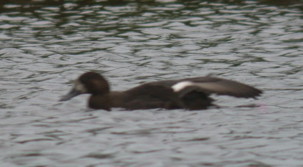 Aythya sp G Mare 21Nov09.JPG