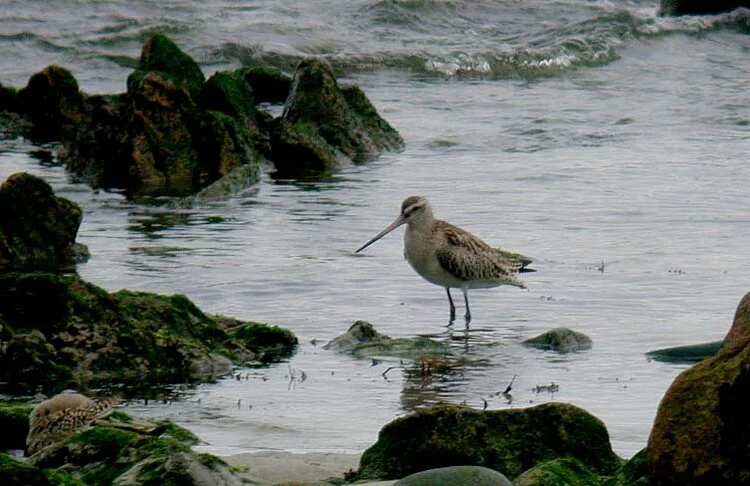 Bar-tailed Godwit JaoBay 4Oct09.JPG