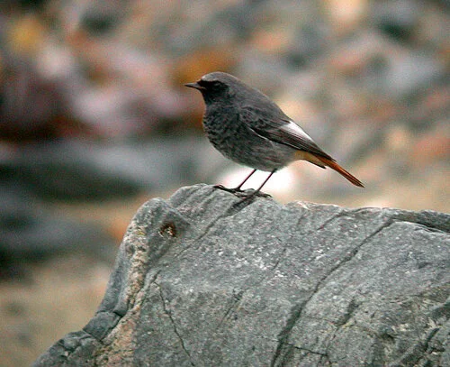 Black Redstart Pulias 9Dec09 a ps.jpg