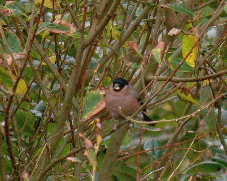 Bullfinch Plein 30Oct09 a.JPG