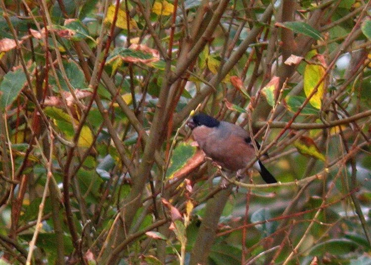 Bullfinch Plein 30Oct09 b.JPG